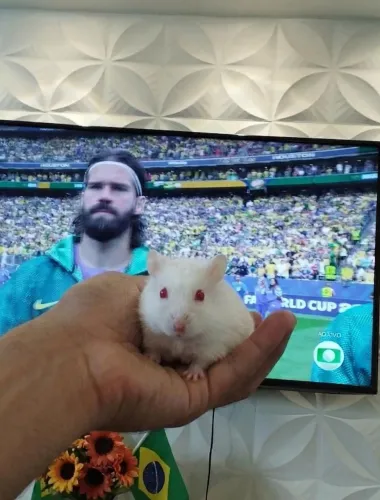 Hamster sirio