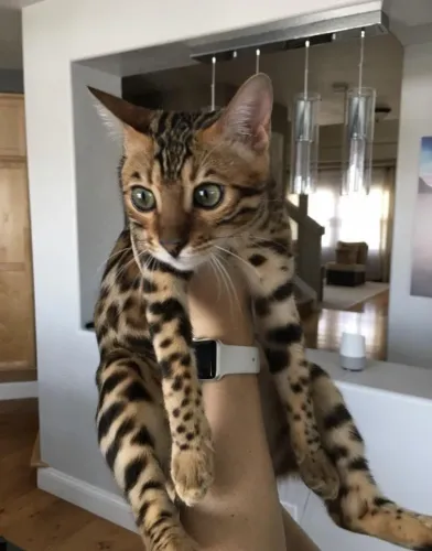 Bengal Filhotes O Oncinha Mais Fofinho 