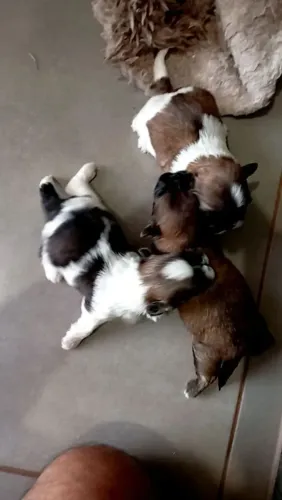 ? Lindos filhotes de Shih Tzu disponíveis para um novo lar! ?