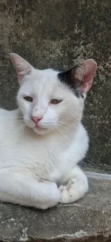Doação de Gato Macho Castrado