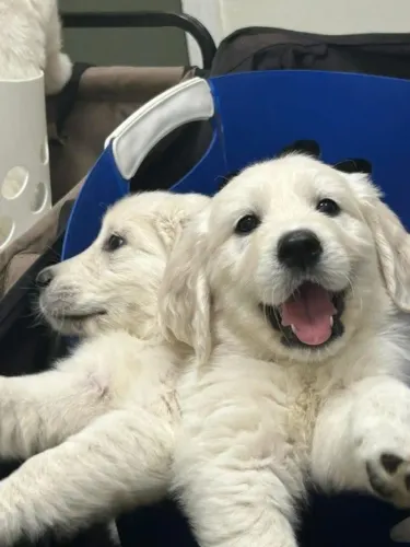 Filhotes de Golden Retriever | Um amigo alegre.