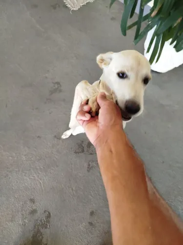 Cachorrinha p adoção com carinho