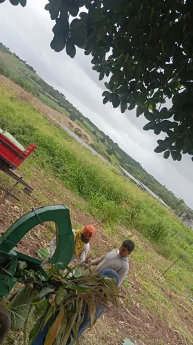 Silagem de milho