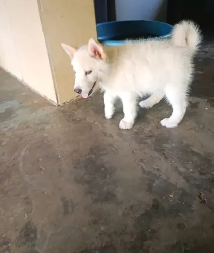Husky siberiano disponivel pra venda