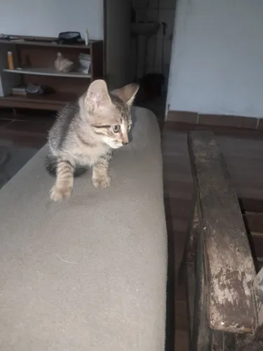 Gatos pra doar