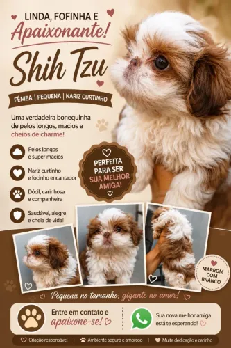 Shitzu fêmea pequenininha