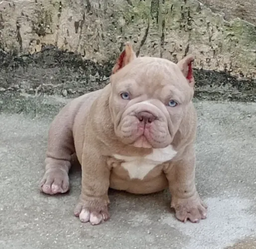 AMERICAN BULLY MICRO FÊMEA