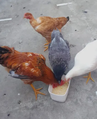 Galinhas