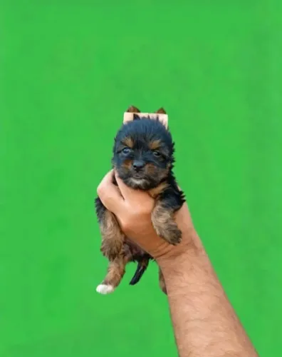 Yorkshire Terrier Mini com Pelagem Linda e Sedosa