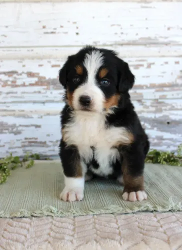 Bernese Mountain Dog,Bernese Mountain Dog Filhote Top Padrão da Raça