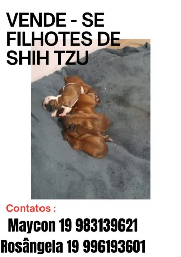 Cachorro