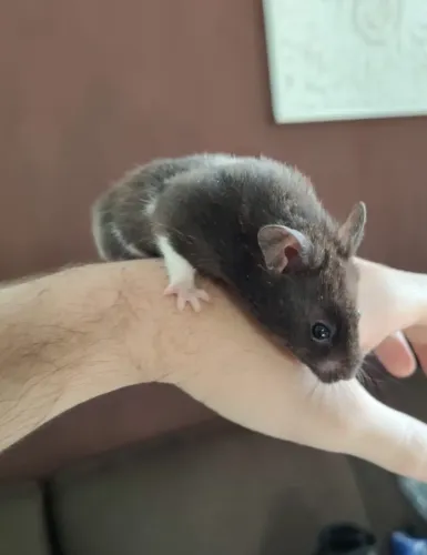DOAÇÃO HAMSTER SIRIO