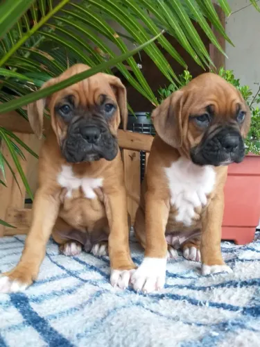 Filhotes Boxer machos e fêmeas vacinados 