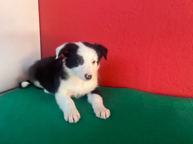 Seu companheiro está aqui !! Border Com pedigree