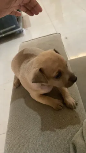 Vende se cachorro pinscher melhor preço e qualidade só aqui mais informações pv