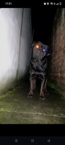 PROCURO UMA FÊMEA PARA CRUZAR COM SPIKE