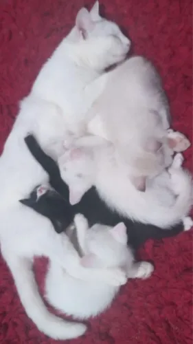 Gatinhos brancos