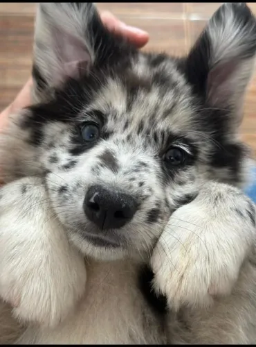 Contrato de Compra e Venda de Border Collie com Garantias de Saúde