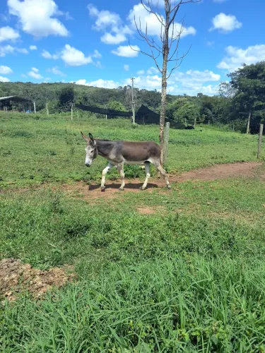 Jumento