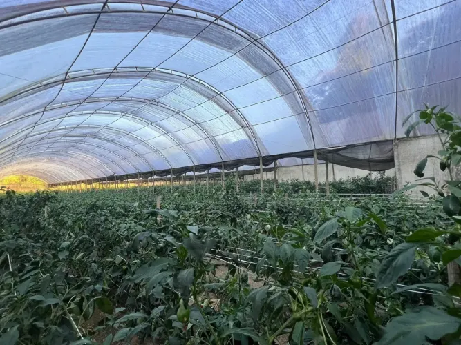 Imóvel para venda com 51000 metros quadrados em Centro - Mulungu - CE