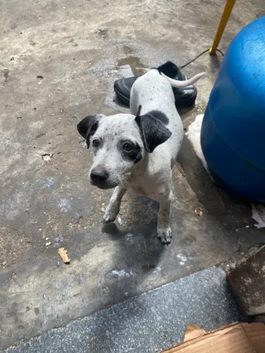 Doação de cachorra fêmea vira lata