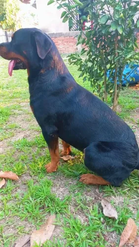 Vende-se cachorro 