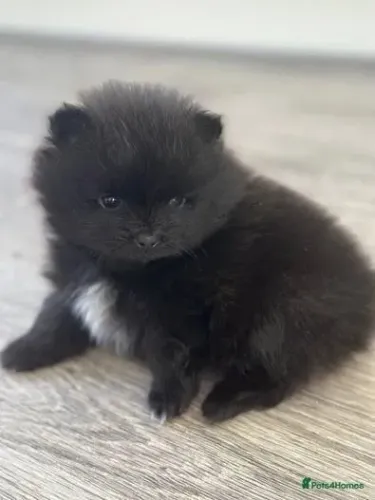 Bebezinho spitz alemão/lulu da pomerânia dócil e saudável linhagem selecionada