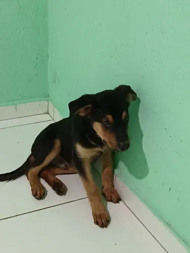 Vende-se Rottweiler
