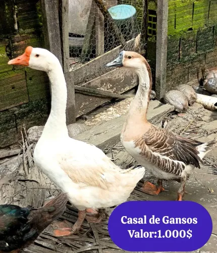 Casal de Gansos