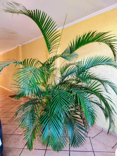 Palmeira Areca