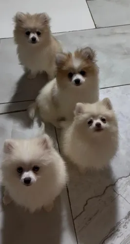 Vendo Lulus da Pomerania anão linhagem rusa