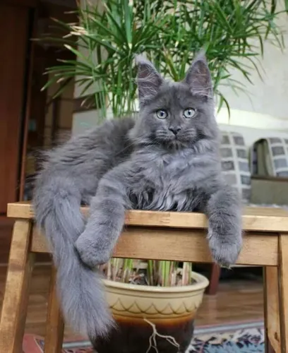 Maine Coon