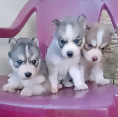Husky Siberiano 500