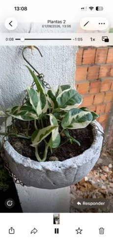 Samambaias&Jiboias