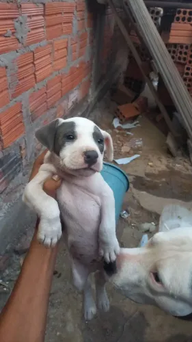Pitbull