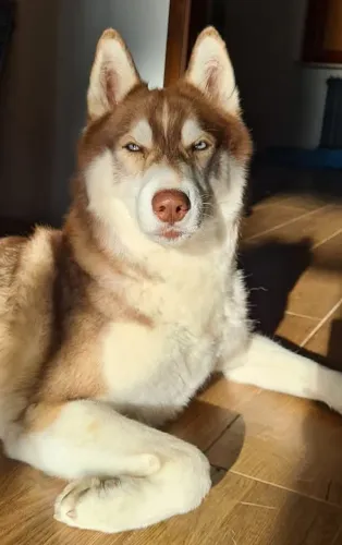 Husky Siberiano o melhor amigo e companheiro nnn