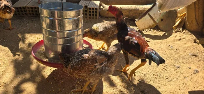 Vendo frangos caipira