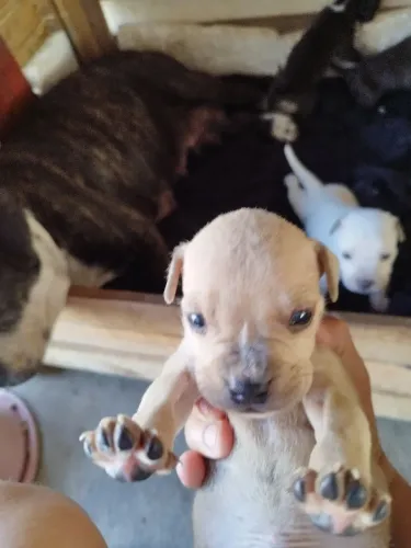 American Bully Filhotes