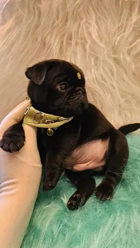 PUG MICRO ULTIMA OPORTUNIDADE 