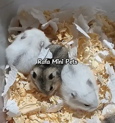 Baby Hamster Anão