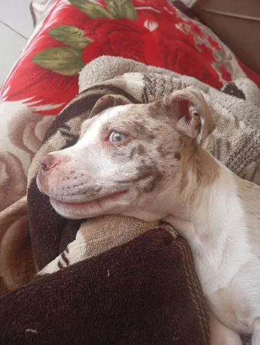 Animais de estimação