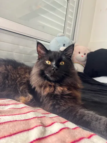 Vendo filhote de Maine coon Black, com pedigree, atualmente com 6 meses