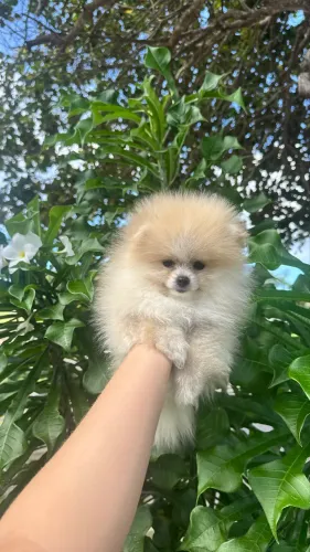 Lulu da Pomerânia - Fêmea de Linhagem Premium