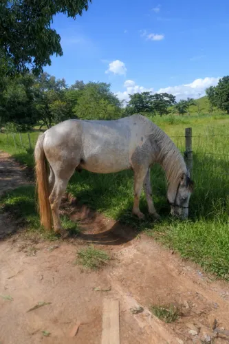 Cavalo 