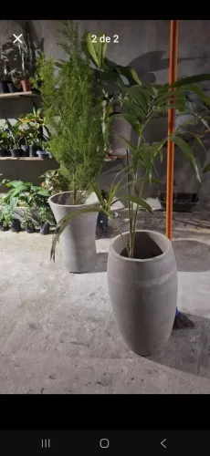 Vaso e plantas 78,00