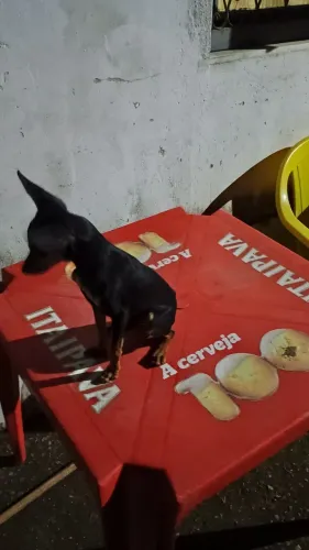 Pincher 1
