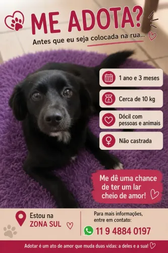 Luna para adocao urgente 