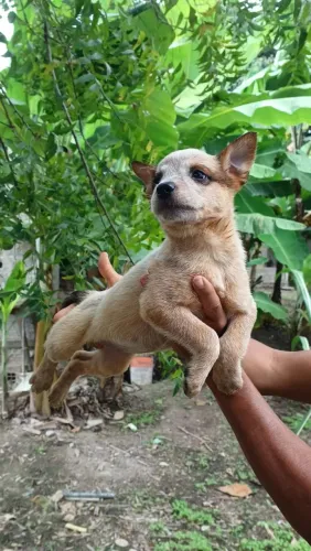 Filhotes Boiadeiro Australiano