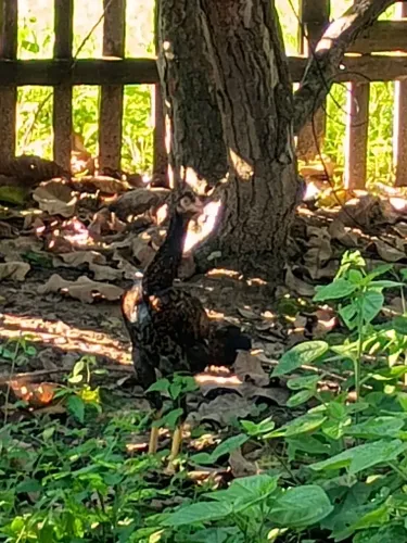 Franguinha carioca de boa procedência.