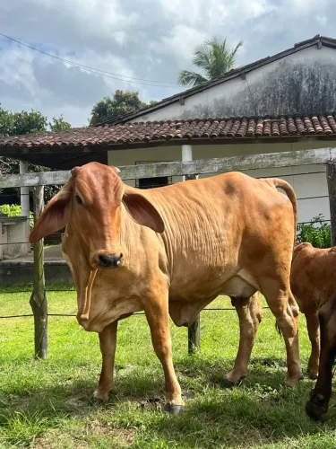 Vaca Gir Parida de macho 